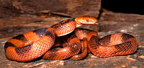 African tiger snake (Telescopus semiannulatus) captive, from Africa