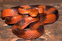 African tiger snake (Telescopus semiannulatus) captive, from Africa