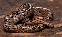 Panamanian dwarf boa (Ungaliophis panamensis) captive, from Central america