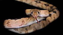 Trans pecos rat snake (Bogertophis subocularis) captive, from Texas and Mexico