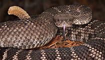 Santa Catalina Island rattlesnake (Crotalus catalinensis) captive, from Santa Catalina, Gulf of California, critically endangered