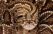 South American rattlesnake (Crotalus durissus cumanensis) captive, from Venezuela and Colombia
