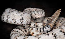 Southwestern speckled rattlesnake (Crotalus mitchellii pyrrhus) captive, from southern USA and Mexico