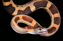 Scaleless Texas rat snake (Elaphe obsoleta  lindheimeri) captive, from Southern USA