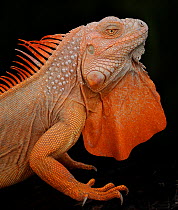Common iguana (Iguana iguana) albino, captive, from Central and South America
