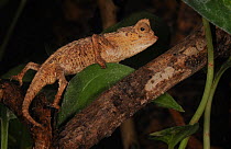 Plate leafed chameleon (Brookesia stumpffi) captive, from Madagascar