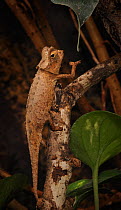 Plate leafed chameleon (Brookesia stumpffi) climbing vegetation, captive, from Madagascar