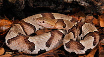 Southern copperhead snake (Agkistrodon contortrix contortrix) captive, from southern USA