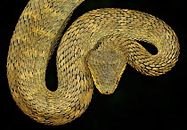Broadley's Bush Viper (Atheris broadleyi) captive from Cameroon and Central African Republic