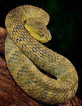 Broadley's Bush Viper (Atheris broadleyi) captive from Cameroon and Central African Republic