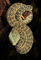 African / Variable Bush Viper (Atheris squamigera) captive, from West and Central Africa