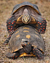 Red footed tortoise (Geochelone / Chelonoidis carbonaria) mating pair, captive from South America, vulnerable species.