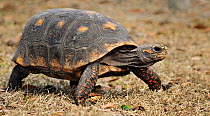Red footed tortoise (Geochelone / Chelonoidis carbonaria) captive from South America, vulnerable species.