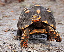 Red footed tortoise (Geochelone / Chelonoidis carbonaria) captive from South America, vulnerable species.
