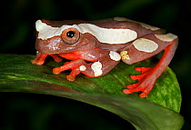 Clown Tree frog (Dendropsophus leucophyllatus) on leaf, captive, from South America
