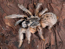 Baboon spider (Augacephalus sp.) captive from Mozambique