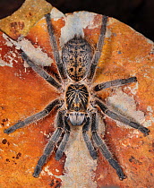 Tarantula (Harpactirella lightfooti), captive from South Africa