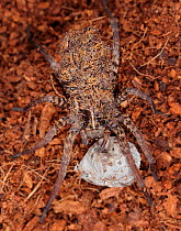 Wolf Spider (Hogna helluo), captive from North America