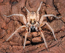 Wolf spider (Hogna lenta) captive, from North america