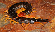 Giant redheaded centipede (Scolopendra heros), captive, from North America and Mexico