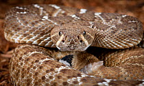 Red Diamond Rattlesnake (Crotalus ruber) captive from USA and Mexico