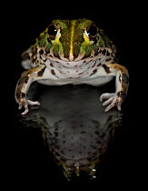 African Bull Frog / Pixie Frog (Pyxicephalus adsperus) captive from Southern Africa