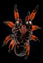 Mexican pink tarantula (Brachyplema klaasi), ventral view captive from Mexico