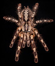 Sri-lankan Ornamental Tarantula (Poecilotheria fasciata), captive from Sri Lanka