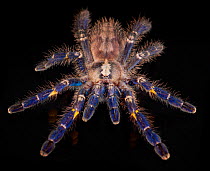 Gooty Sapphire Ornamental Tree Spider (Poecilotheria metallica), captive, from Asia, critically endangered.