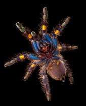 Gooty Sapphire Ornamental Tree Spider (Poecilotheria metallica), ventral view. captive, from Asia, critically endangered.
