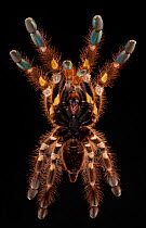 Redslate ornamental tarantula (Poecilotheria rufilata) ventral view, captive from India