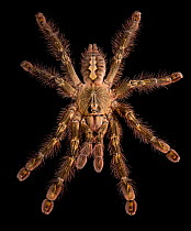 Redslate ornamental tarantula (Poecilotheria rufilata) captive from India