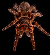 Brazillian tarantula (Vitalius dubius) captive, from South America