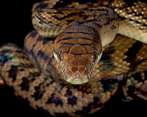 Python (Morelia amethistina) captive from Australasia