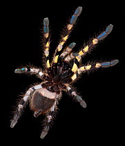 Indian Ornamental Tarantula, (Poecilotheria regalis) ventral view, captive, from India