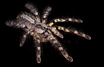 Indian Ornamental Tarantula, (Poecilotheria regalis) captive, from India