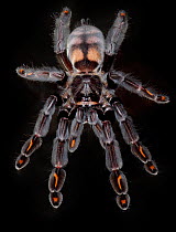 Venezuelan Sun Tiger Tarantula / Devil tree spider (Psalmopoeus irminia), captive from Venezuela