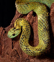 Hairy Bush Viper (Atheris hispida), captive from Central Africa