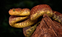 African / variable Bush Viper (Atheris squamigera) captive from West and Central Africa