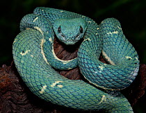 Side-Striped Palm Viper (Bothriechis lateralis) captive from Central America