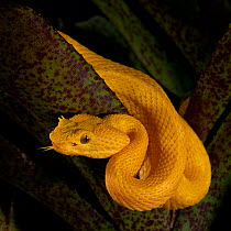 Eyelash Viper (Bothriechis schlegelii), captive, from Central and South America
