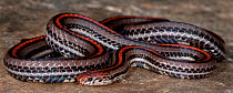 Banded Malaysian Coral Snake (Calliophis intestinalis) captive from South East Asia