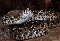 Mexican Lancehead Rattlesnake (Crotalus polystictus) captive from Mexico