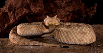 Field's Horned Viper, (Pseudocerastes persicus fieldi) captive, from Middle East