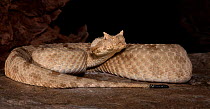 Field's Horned Viper, (Pseudocerastes persicus fieldi) captive, from Middle East