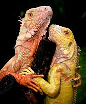 Albino Common Iguana (Iguana iguana) captive pair from Tom Crutchfield's collection, from Caribbean and South and Central America