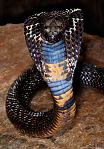 Black Pakistani Cobra, (Naja naja karachiensis) captive from Middle East