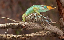 Dwarf Jackson's chameleon (Trioceros jacksonii merumontanus) mating pair, captive from Africa