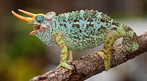 Dwarf Jackson's chameleon (Trioceros jacksonii merumontanus) with mouth open, captive from Africa