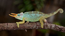 Dwarf Jackson's chameleon (Trioceros jacksonii merumontanus) captive from Africa